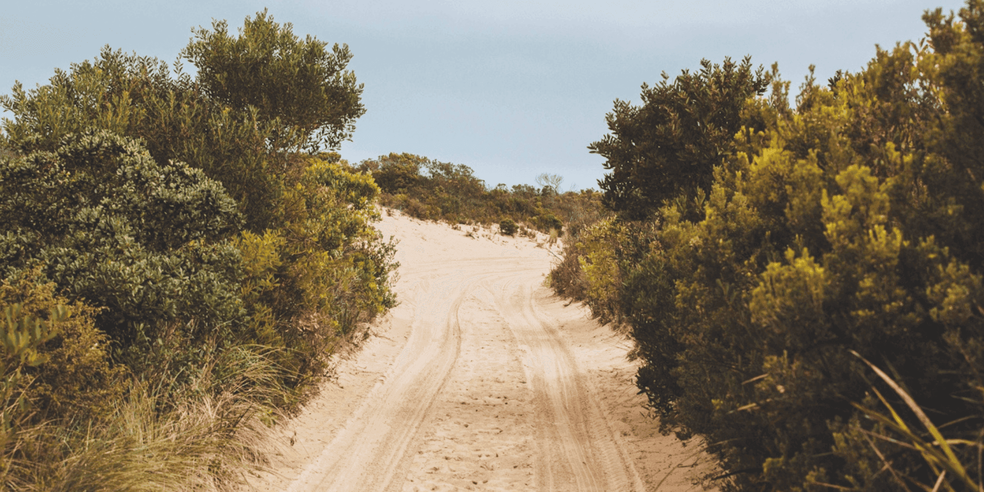 Sandy path winding through coastal bushland