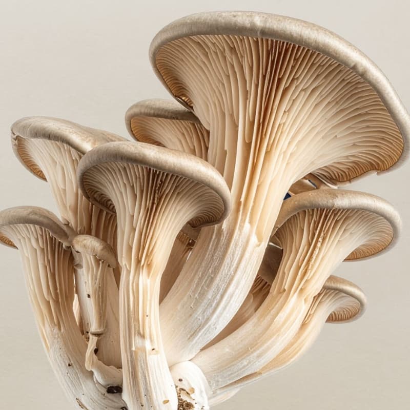 Cover image for Why Rhodiola And Astragalus Are The Adaptogens To Note Now