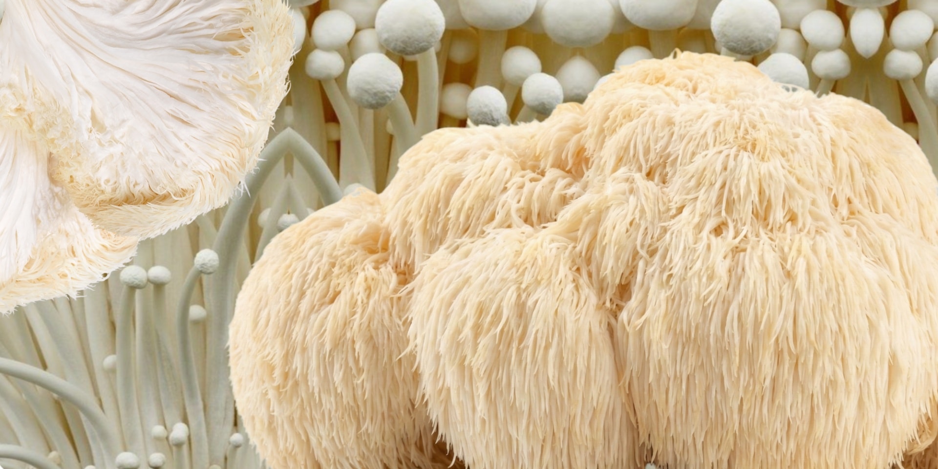 Lion’s Mane & the Female Brain