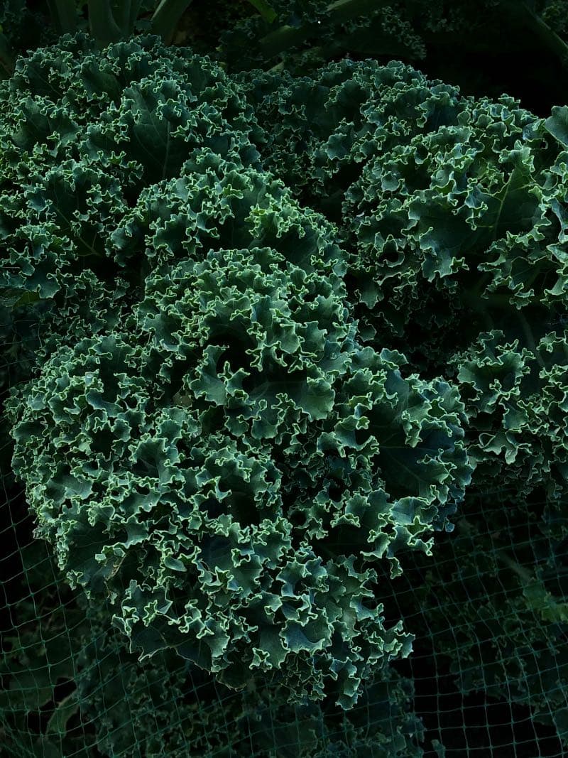 Cover image for Warm Kale & Quinoa Salad With Roasted Sweet Potato & Tahini