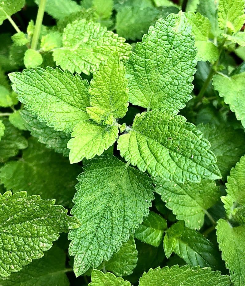 Cover image for Spiced Lamb Koftas With Mint Yogurt