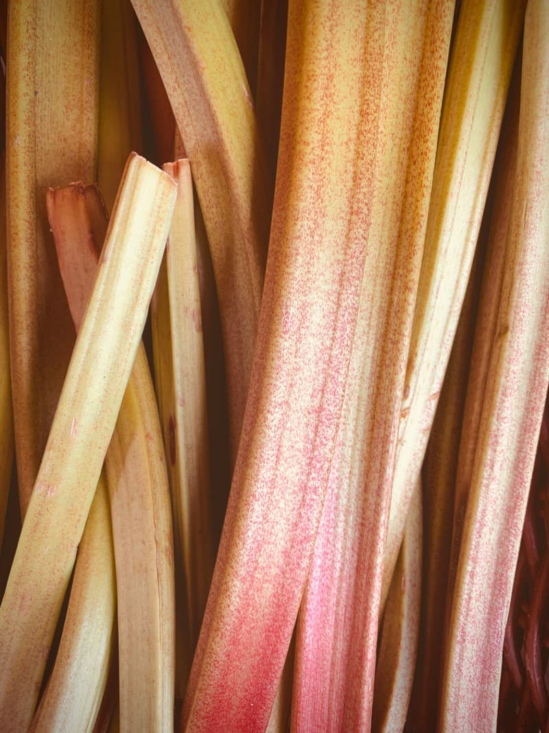 Cover image for Rhubarb, Fennel & Herb Salad With Honey Dressing