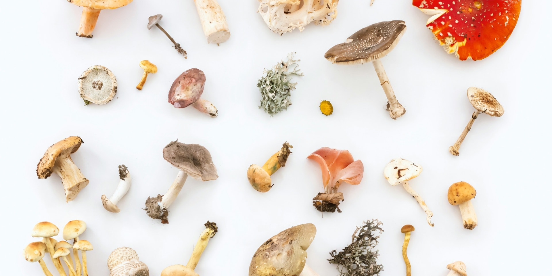 Why Medicinal Mushrooms Are About So Much More Than The Health Benefits