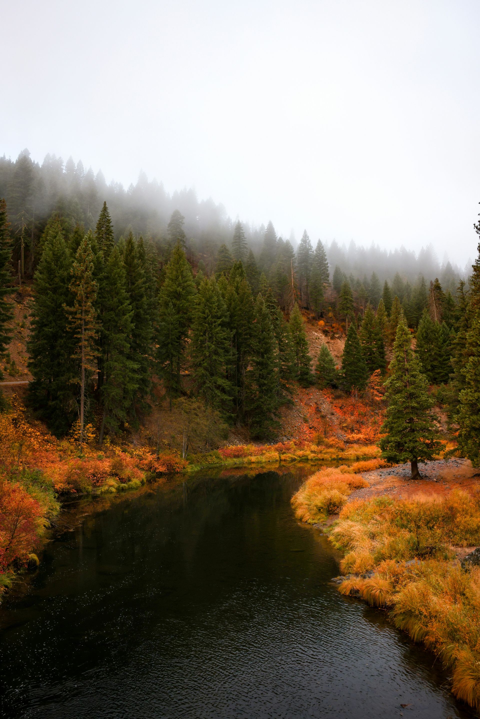 Autumn forest trees and river
