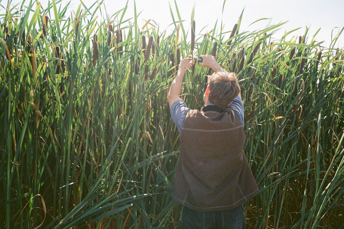 man harvesting bulrush