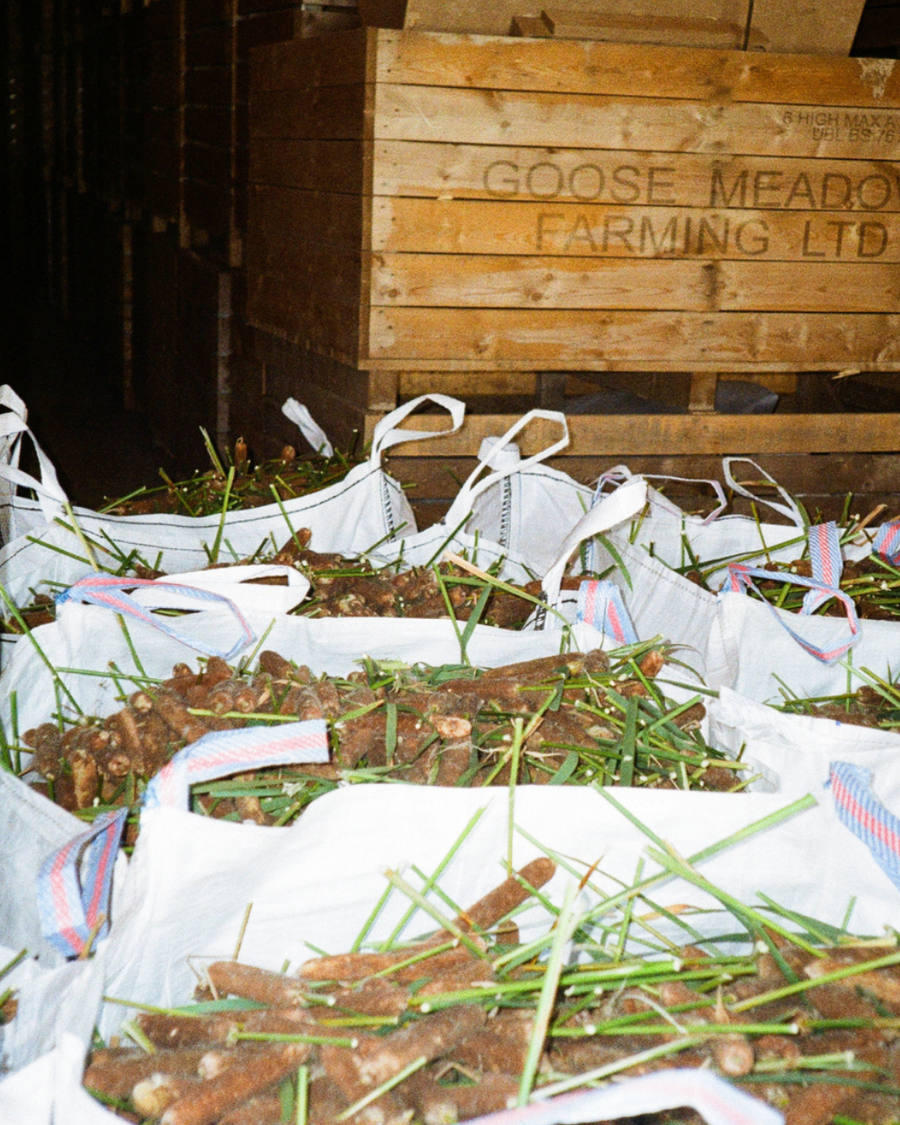 bulrush in bags