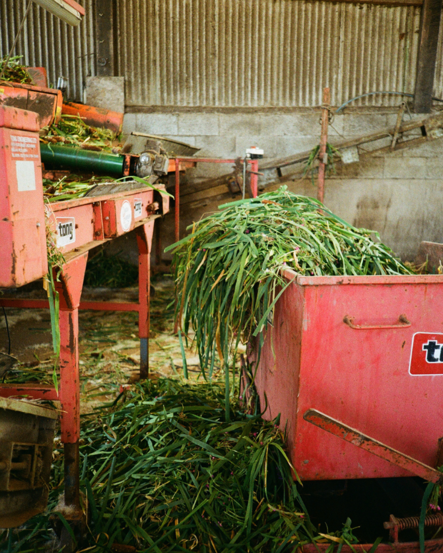 bulrush farming