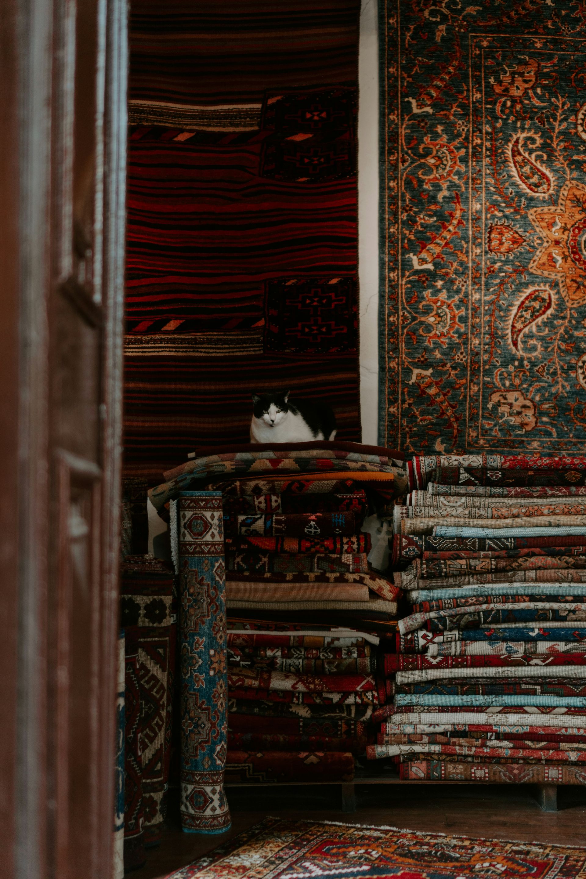 cat on carpets