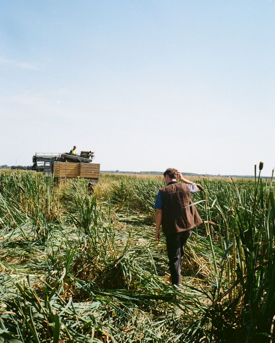man walking through bulrush farm