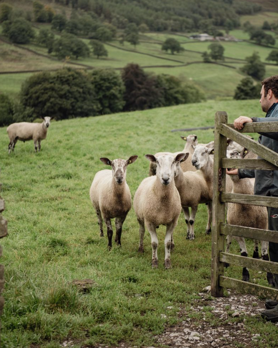 sheep in field