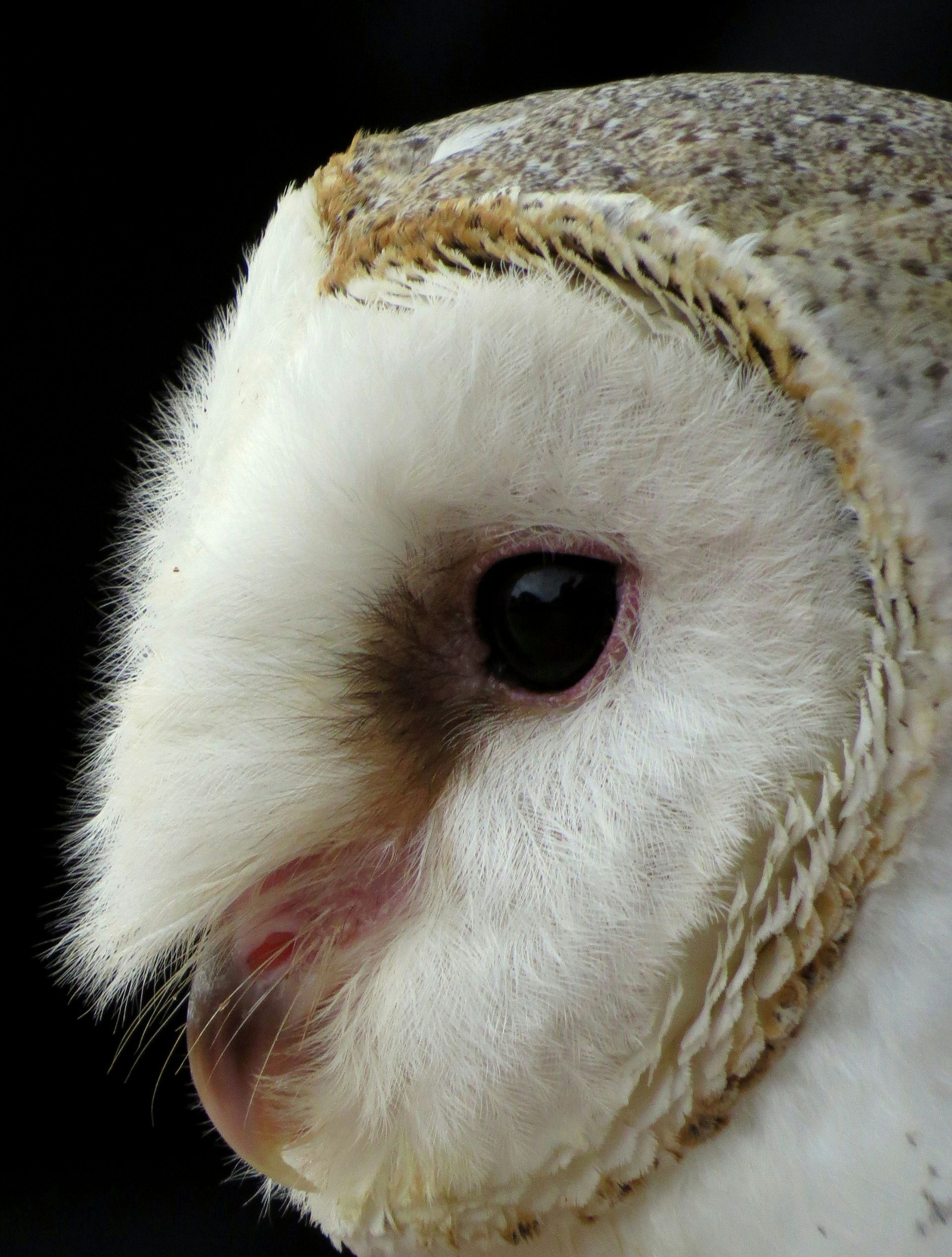 white owl
