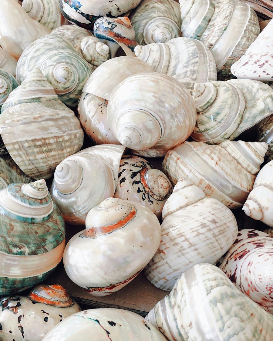 white shells